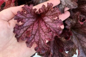 Heuchera Ruby Tuesday 21