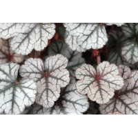 Heuchera Silver Scrolls 21 Heuchera Silver Scrolls 21