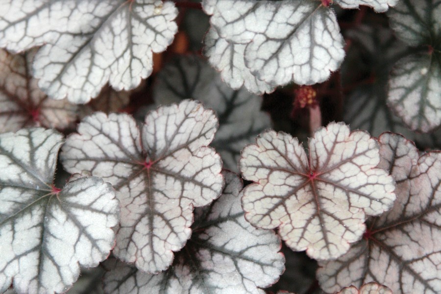 Heuchera Silver Scrolls 72 Heuchera Silver Scrolls 72