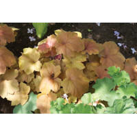 Heuchera Southern Comfort 21