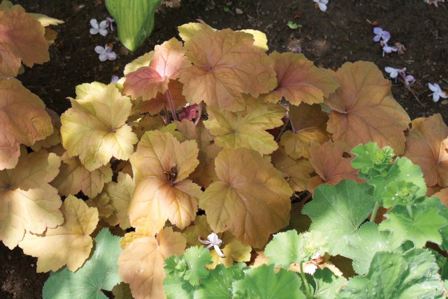 Heuchera Southern Comfort 72