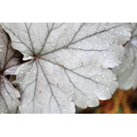 Heuchera Stainless Steel 21