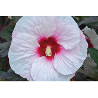 Hibiscus Mocha Moon 50 Hibiscus Mocha Moon 50