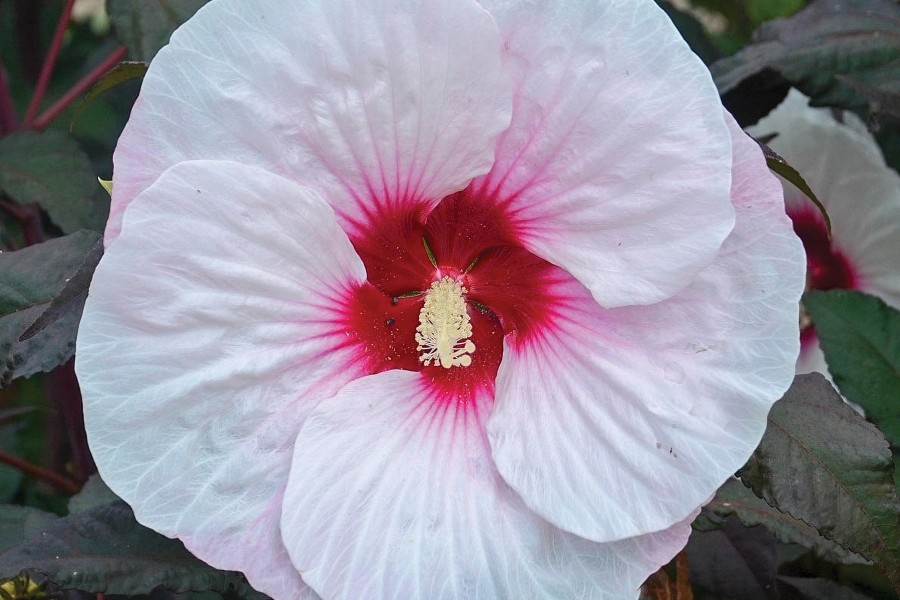 Hibiscus Mocha Moon 21 Hibiscus Mocha Moon 21