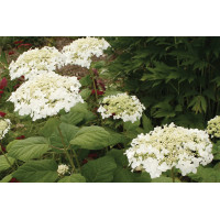 Hydrangea Haas Halo 21