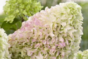 Hydrangea Little Fresco 21