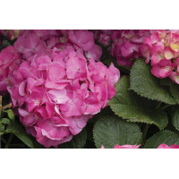 Hydrangea Merritt Supreme 50