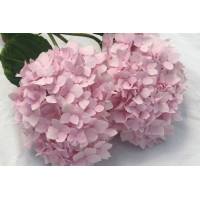 Hydrangea Penny Mac 50