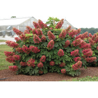 Hydrangea Ruby Slippers 50 Hydrangea Ruby Slippers 50