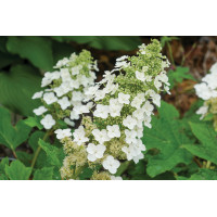 Hydrangea Snow Queen 21