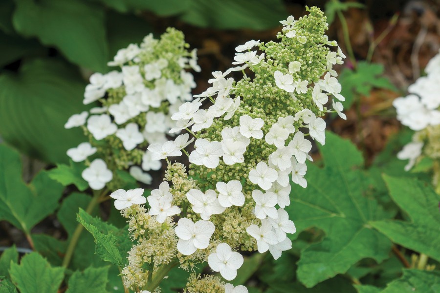 Hydrangea Snow Queen 50