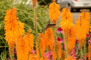 Kniphofia Mango Popsicle 21
