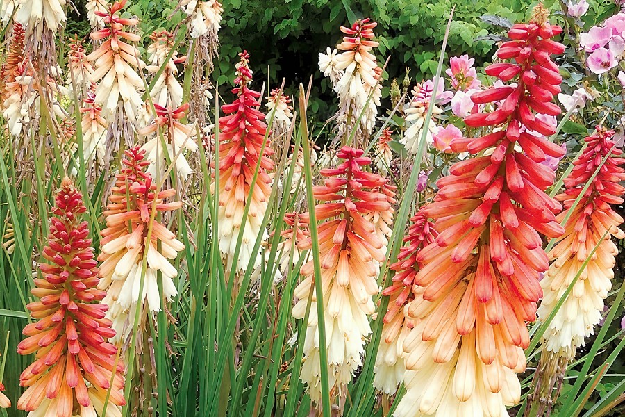 Kniphofia Orange Vanilla Popsicle 21