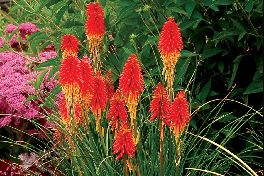 Kniphofia Papaya Popsicle 21