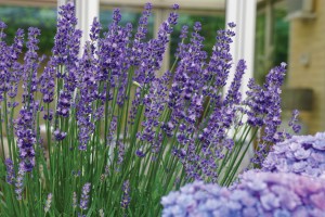 Lavender Big Time Blue 72-V
