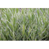 Lavender Grosso 21