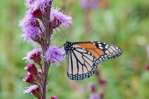 Liatris Butterfly Magnet 21 Liatris Butterfly Magnet 21