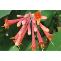 Lonicera Major Wheeler 21