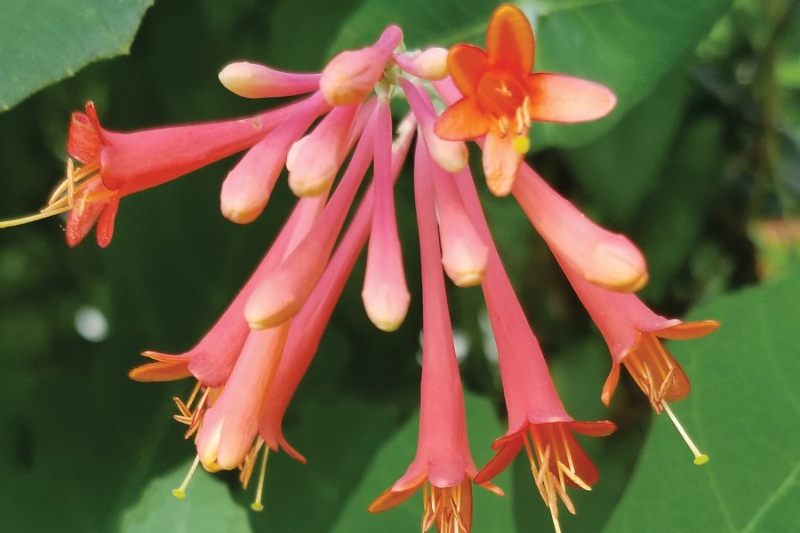 Lonicera Major Wheeler 50