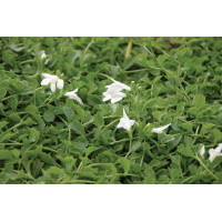 Mazus Alba 72 Mazus Alba 72