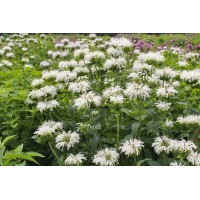 Monarda Bee-You Bee-Bright 21