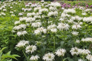 Monarda Bee-You Bee-Bright 21