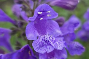 Nepeta Blue Planet 21 Nepeta Blue Planet 21