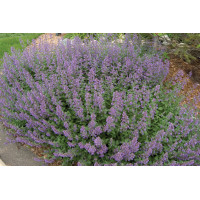 Nepeta Walker’s Low 72