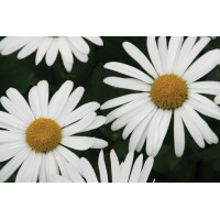 Nipponanthemum nipponicum 21