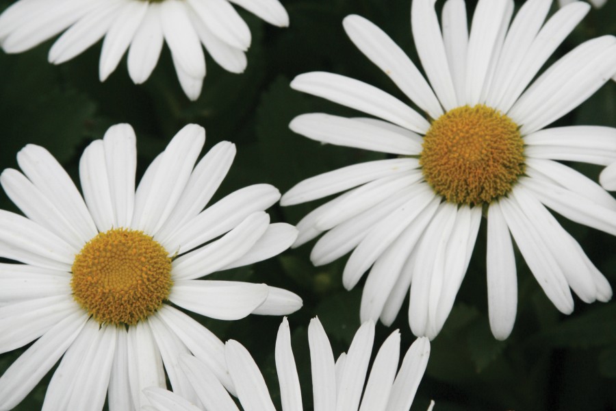 Nipponanthemum nipponicum 72