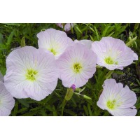 Oenothera Siskiyou Pink 21