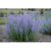 Perovskia Blue Jean Baby 21 Perovskia Blue Jean Baby 21