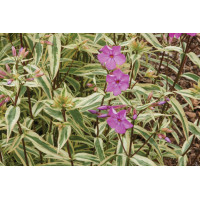 Phlox Triple Play 72