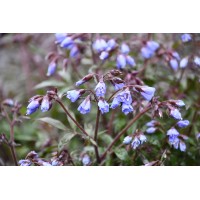 Polemonium Prince 21 Polemonium Prince 21
