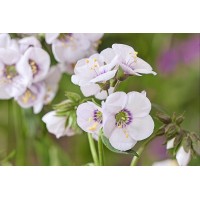 Polemonium Violet Heart 50 Polemonium Violet Heart 50