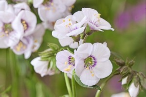 Polemonium Violet Heart 21 Polemonium Violet Heart 21