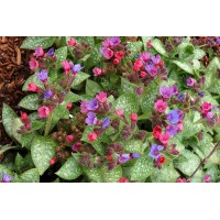 Pulmonaria Dark Vader 21 Pulmonaria Dark Vader 21