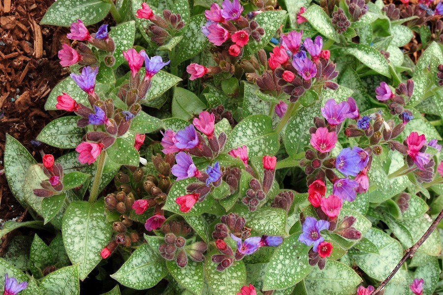 Pulmonaria Dark Vader 50 Pulmonaria Dark Vader 50