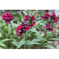 Pulmonaria Lisa Marie 21