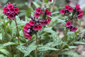 Pulmonaria Lisa Marie 21