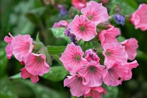 Pulmonaria Pretty in Pink 21