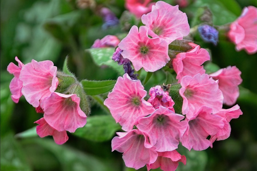 Pulmonaria Pretty in Pink 21 Pulmonaria Pretty in Pink 21