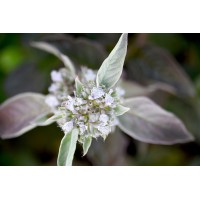 Pycnanthemum Smokey Mountain Mint 72