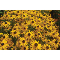 Rudbeckia Goldblitz 21