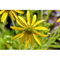 Rudbeckia Green Eyed Lady 72