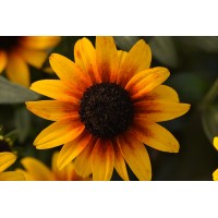 Rudbeckia Suntacular 72 Rudbeckia Suntacular 72