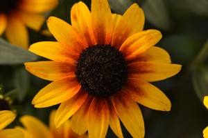 Rudbeckia Suntacular 21
