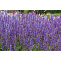 Salvia Blue By You 21
