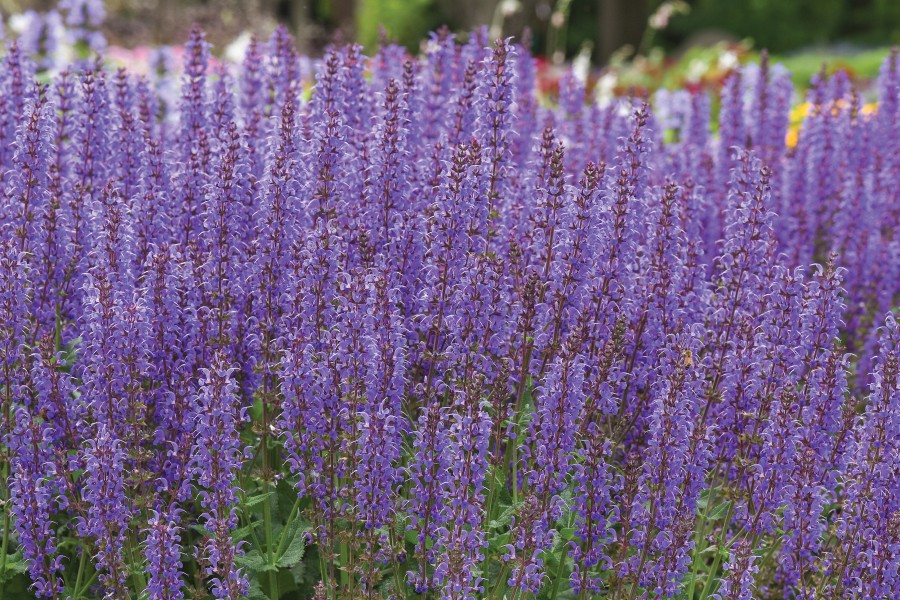 Salvia Blue By You 72