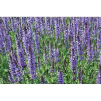 Salvia Blue Hill 21